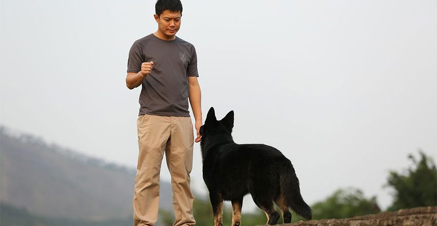Service dog in training with Texas Service Dogs