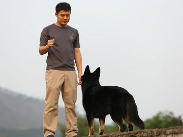 Service dog training tips